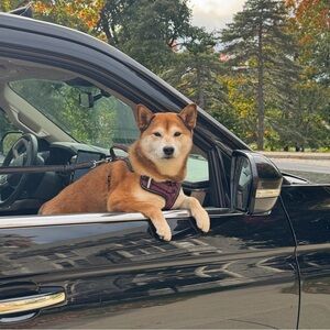 Meet your Posher, Kelsey